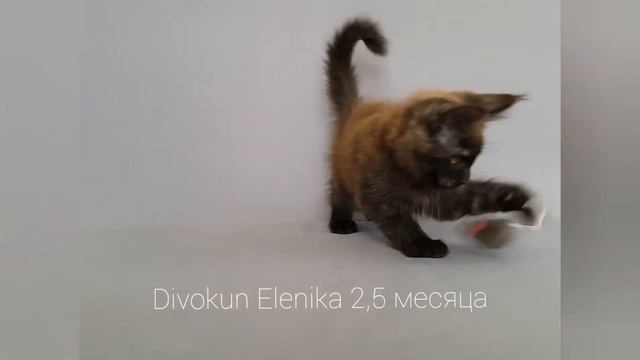 Котенок породы мейн-кун играет с мышкой смотреть онлайн