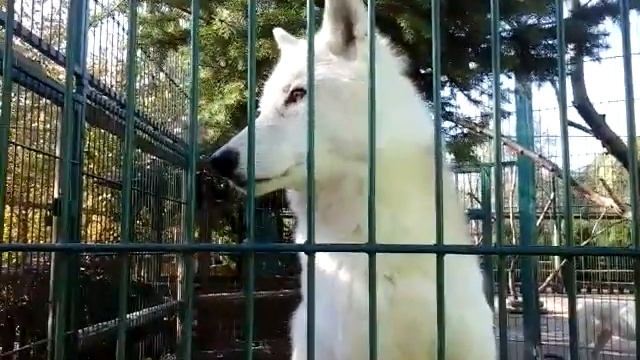 Полярный Волк!!! смотреть онлайн