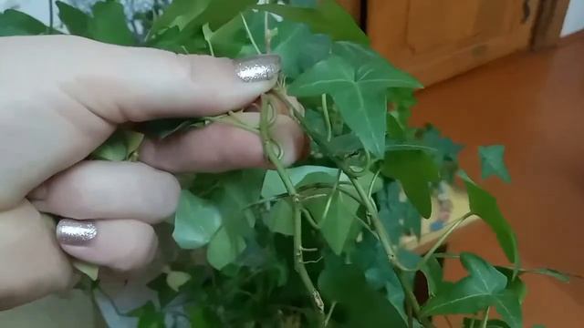 Декоративный букет для украшения дома своими руками.#комнатныерастения #цветы #неприхотливыецветы смотреть онлайн