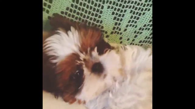 Лучшие видео инстаграм, природа, животные,спорт и многое другое..Best Video of instagram, animals смотреть онлайн