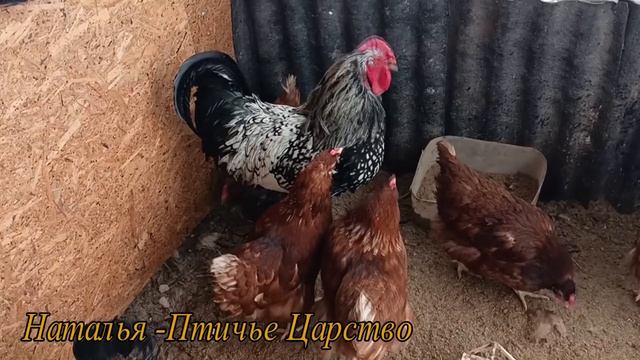 Насест держится на ... смотреть онлайн