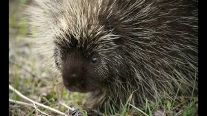 10 ФАКТОВ О ДИКОБРАЗАХ