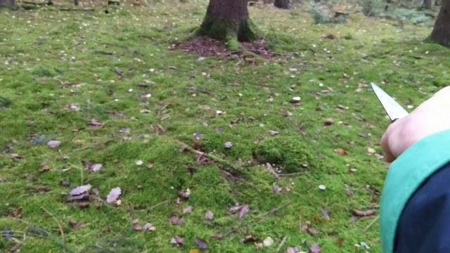 Грибы в ноябре, полный лес грибов Отдых и прогулка. смотреть онлайн