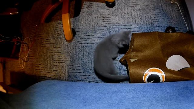 Котенок играется в кровати [Скоттиш Страйт]