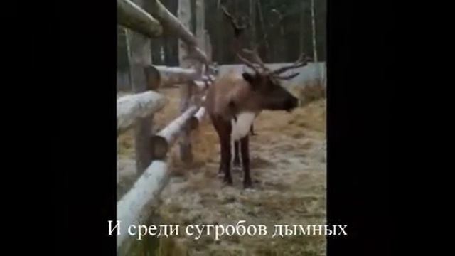 Олений питомник Подмосковья. смотреть онлайн