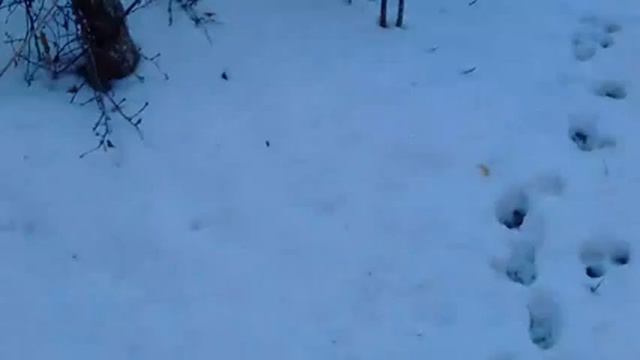 Моя мышь смотреть онлайн