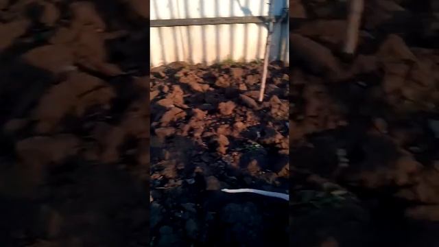 Канадский сфинкс на даче смотреть онлайн