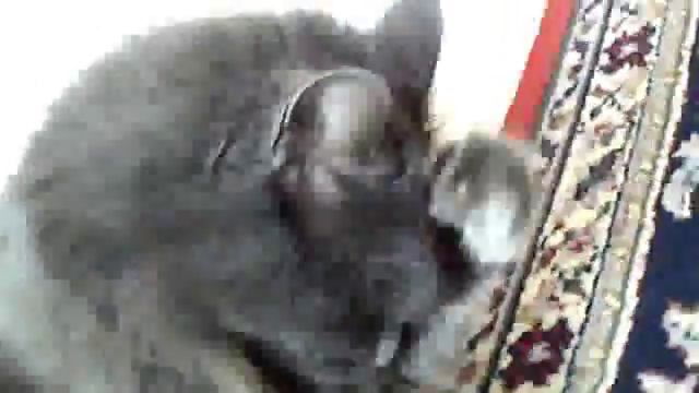 Мой нибилунг:) смотреть онлайн