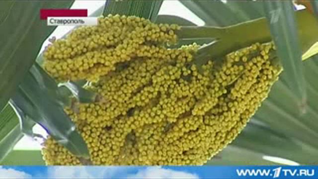 1 kanal palma смотреть онлайн