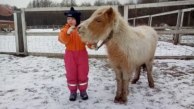 Уроки зоотерапии в усадьбе Конек Горбунок Полесск смотреть онлайн