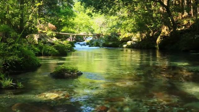 Звук реки в тропическом лесу, the sound of the river in the rainforest смотреть онлайн