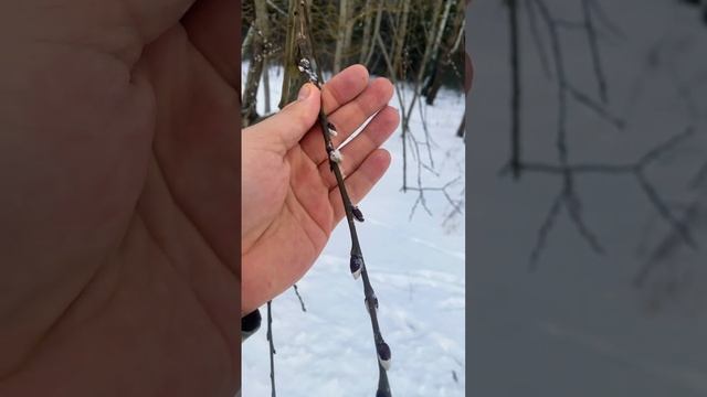 Верба (Ива) распускается в феврале. Чудо! #верба #природа #жизнь #христианство #православие смотреть онлайн