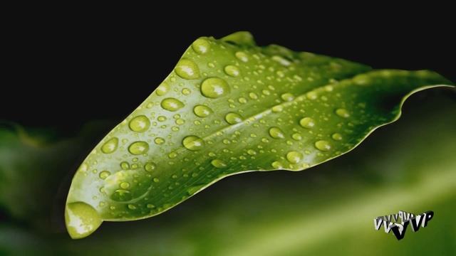 Женщина дождя смотреть онлайн