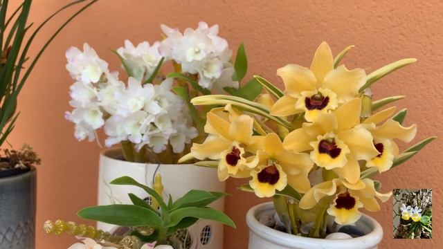 Цветение мая. Дендробиумы. Как зацвести дендробиум нобиле. смотреть онлайн