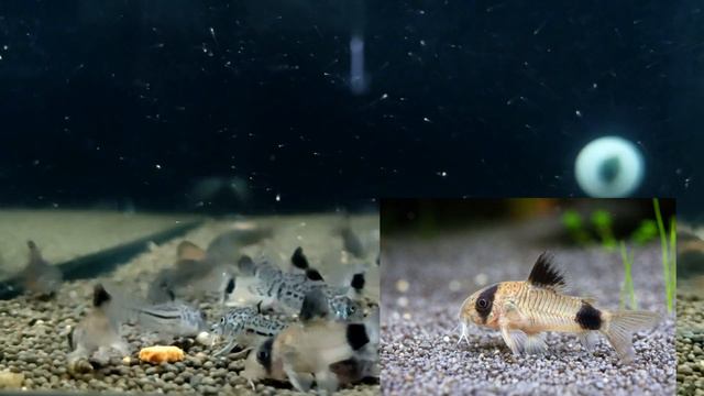 Разнообразие мира коридорасов: знакомство с различными видами смотреть онлайн