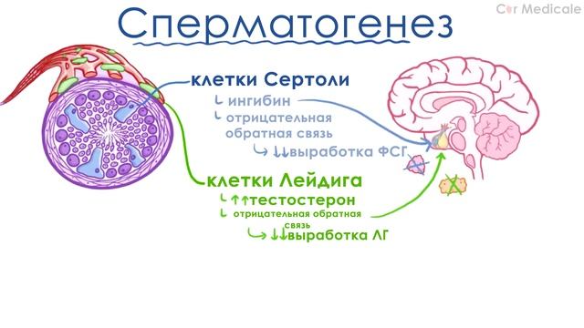 Анатомия и физиология мужской половой системы - обзорно смотреть онлайн