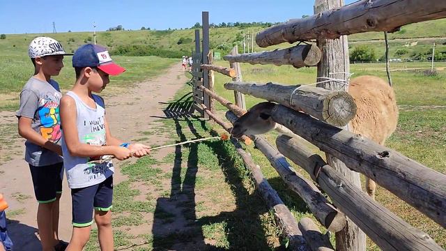 кормили гуанако. июль 2021 смотреть онлайн