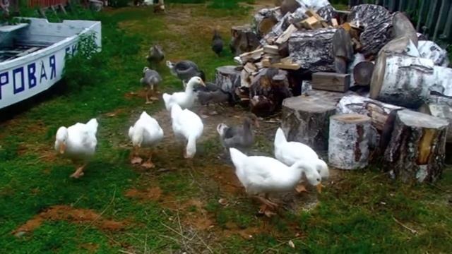 Гуси Шотландские смотреть онлайн