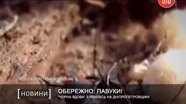 “Чорна вдова” з’явилась на Дніпропетровщині смотреть онлайн