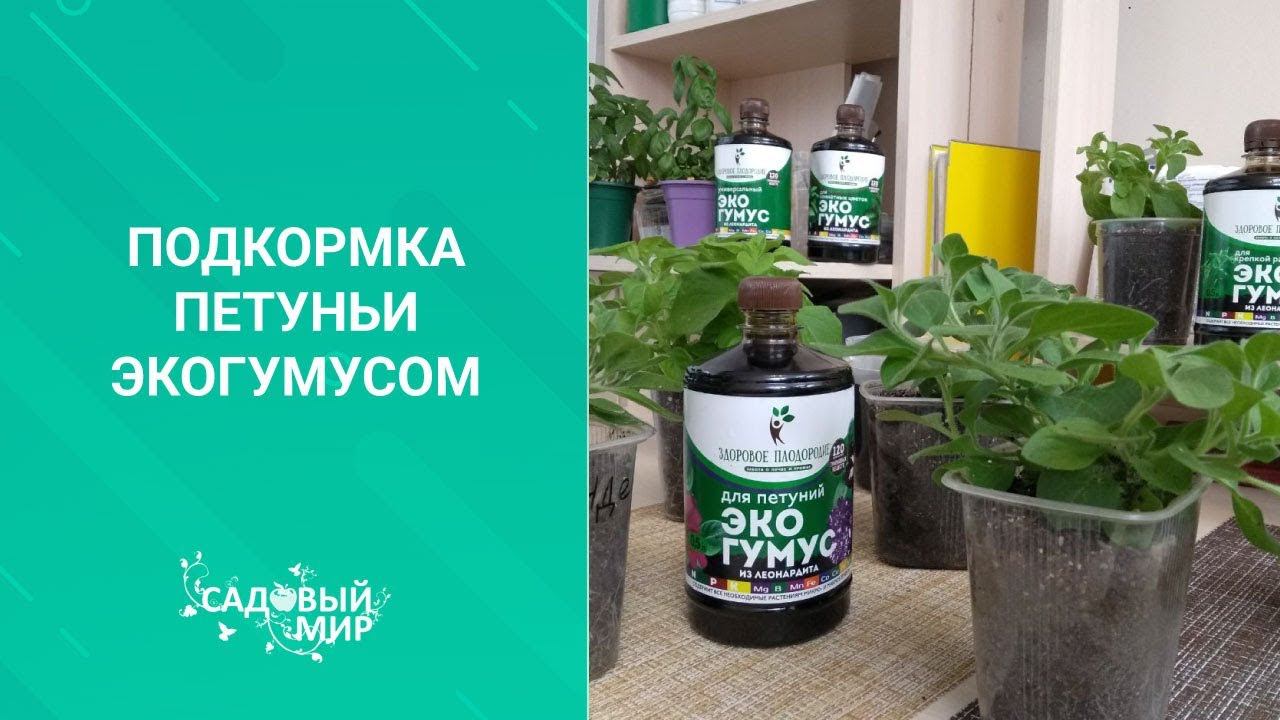 Подкормка рассады петуньи для роста. Натуральное удобрение на весь сезон. смотреть онлайн