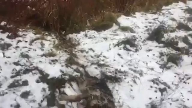 Собачка провела ночь в ледяной воде. смотреть онлайн
