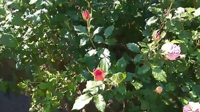 Роза Чиппендейл, Chippendale