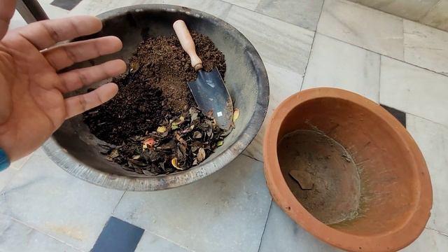 Permanent flowering plant Azalea repotting, Azalea ki mitti kaise tyaar karein, Azalea soil mix смотреть онлайн