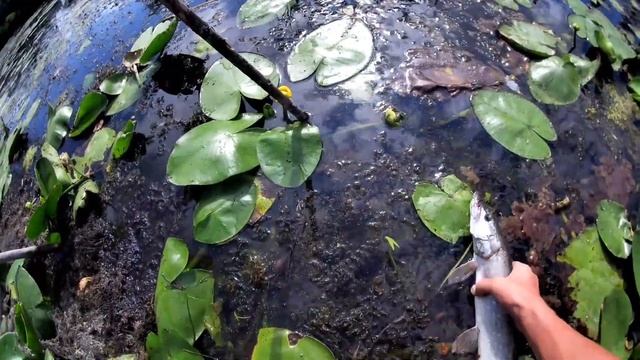 Ловля щуки на малой реке в середине лета. Попал на НЕРЕАЛЬНЫЙ клёв! смотреть онлайн