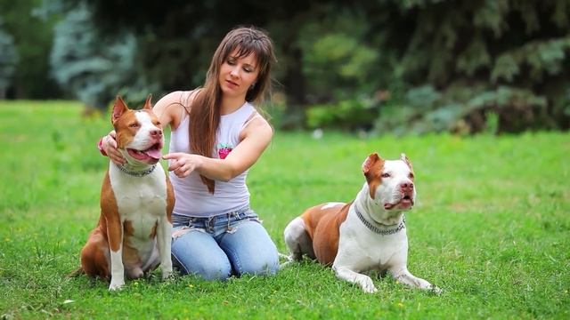 American Bully Vs American Pitbull Terrier | Dog Vs Dog | Breed Comparison