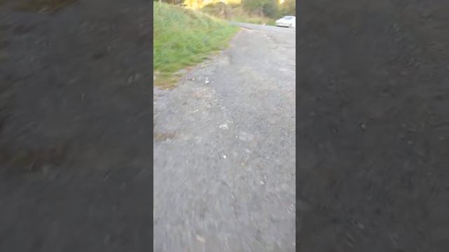 Целительное растение Кава-кава в Новой Зеландии.