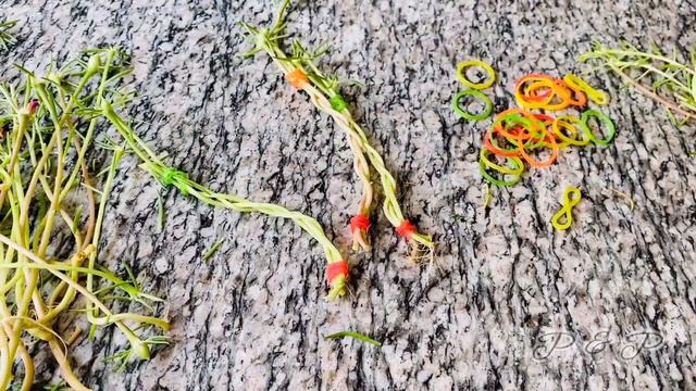 How to grow-Table Rose-Moss Rose-Portulaca Grandiflora-Bonsai with different colour cuttings. смотреть онлайн