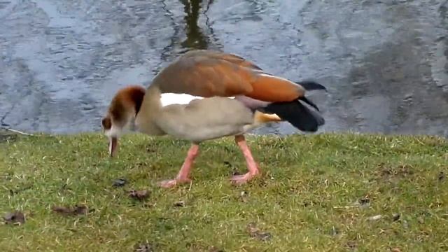 smart bird смотреть онлайн