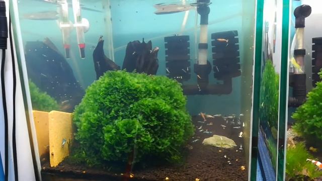 Стимулятор к размножению аквариумных креветок Breeding Liquid. смотреть онлайн