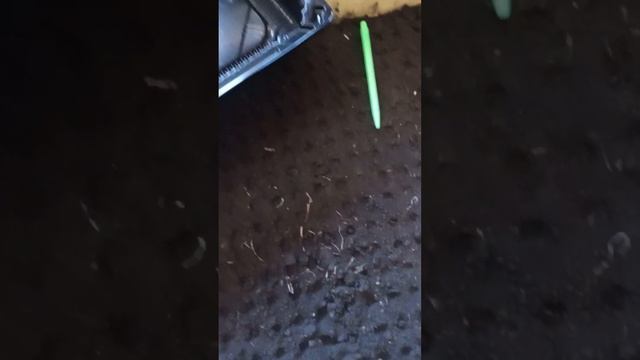 Посев первой рассады табака смотреть онлайн