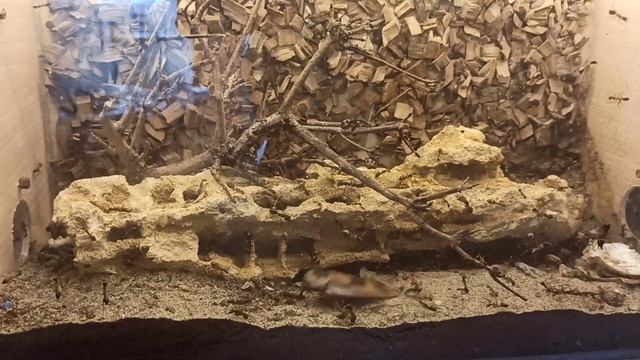 Феллахи муравьи & Мертвая голова таракан смотреть онлайн