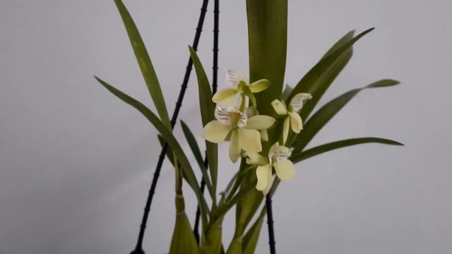 Encyclia Radiata