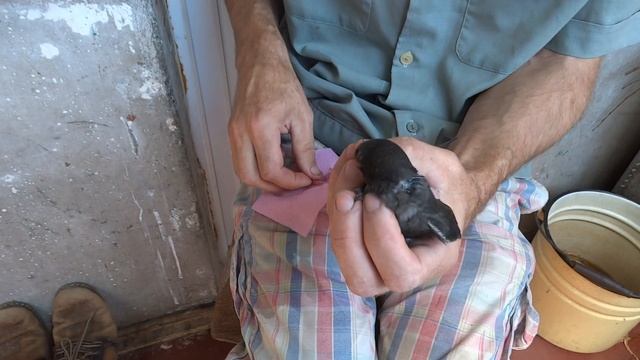 Кормлю стрижа мраморными тараканами.