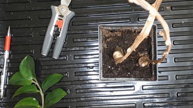 Замиокулькас размножение. Стеблем без листьев! Укоренение замиокулькаса. Замиокулькас из листа смотреть онлайн