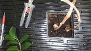 Замиокулькас размножение. Стеблем без листьев! Укоренение замиокулькаса. Замиокулькас из листа