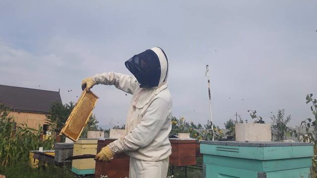 Сотовый мёд. Купить самый вкусный и полезный мёд.