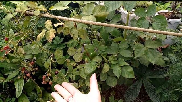 Ежевика сорт ДАРРАУ.1 августа 2021.Первые ягоды на двухлетке. смотреть онлайн