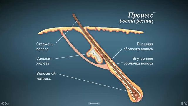 Восстановление роста ресниц смотреть онлайн