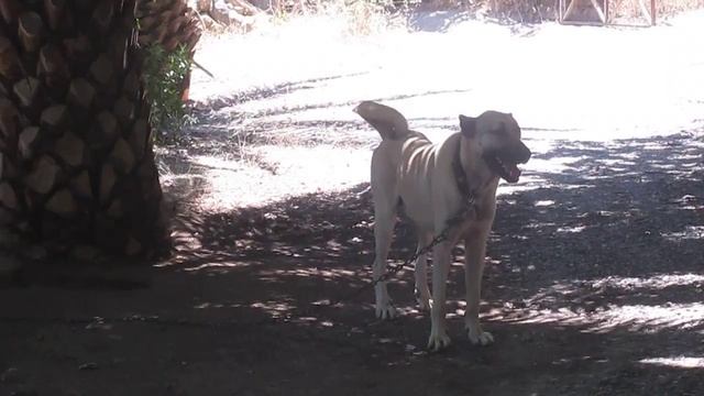 ПАША порода Кангал ещё щенок Турция смотреть онлайн