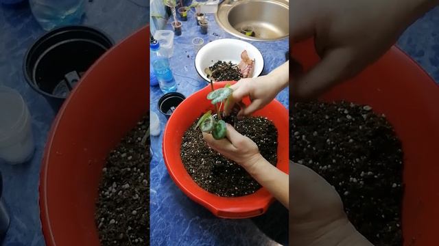 Пересадка бегоний 29.12. 23 смотреть онлайн