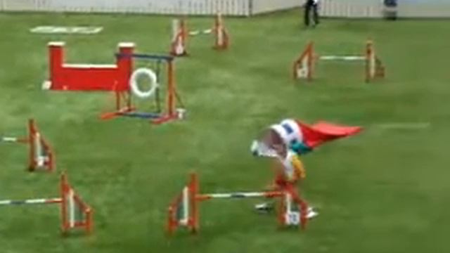 Hamar, Antonio Molina - WC2007 Agility смотреть онлайн