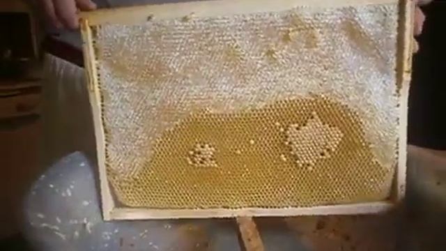 Распечатываем соты с медом смотреть онлайн