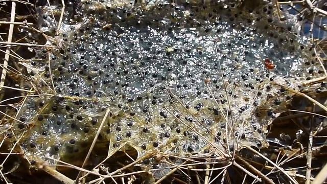 Чесночница обыкновенная смотреть онлайн