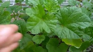 Герань из китайских семян, обзор в саду