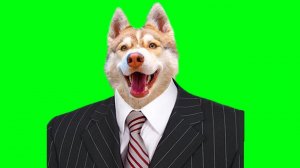 ПРЕЗИДЕНТ КВАРТИРЫ (Хаски Бублик) Говорящая собака Mister Booble