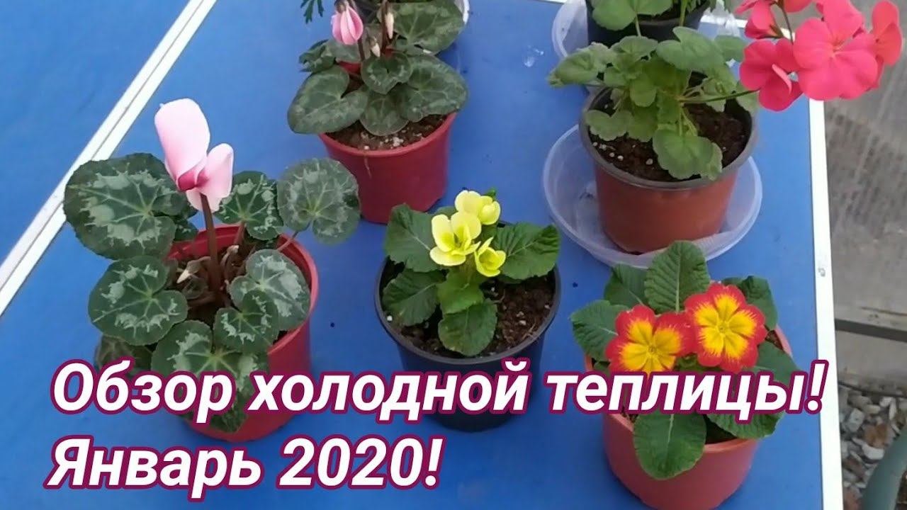 Обзор холодной теплицы. Январь 2020. смотреть онлайн